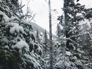 2015-11-15 07.31.04 1         