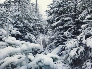 2015-11-15 07.31.39 1         