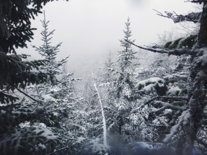 2015-11-15 07.31.42 1         