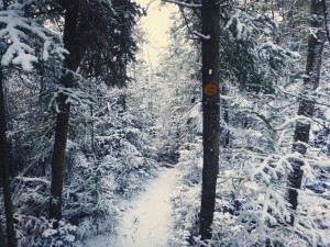 2015-11-15 07.31.45 1         