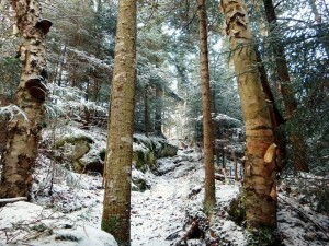 2015-11-15 07.32.09 1     