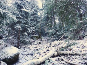 2015-11-15 07.32.12 1     