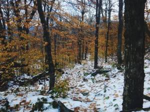 2016-10-29 10.04.19 1