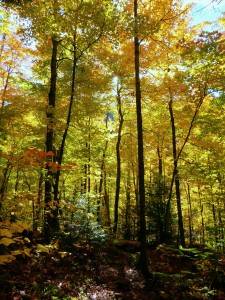 2015-10-12 09.22.21 1