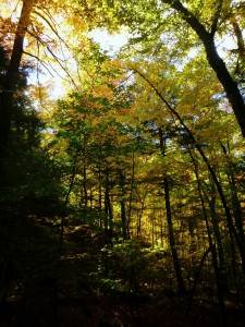 2015-10-12 09.22.25 1