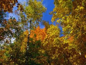 2015-10-12 09.22.33 1