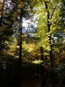 2015-10-12 09.23.01 1