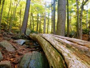 2015-10-12 09.25.24 1 