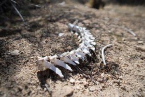 20180317-68-DSC03727