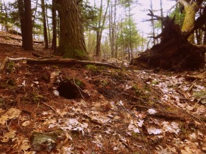 2016-03-27 08.11.50 1