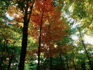 2015-10-04 06.32.51 1