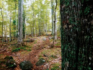 2015-10-04 06.34.12 1 