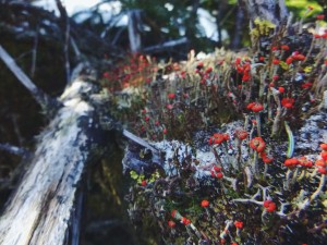 2016-03-13 09.57.41 1